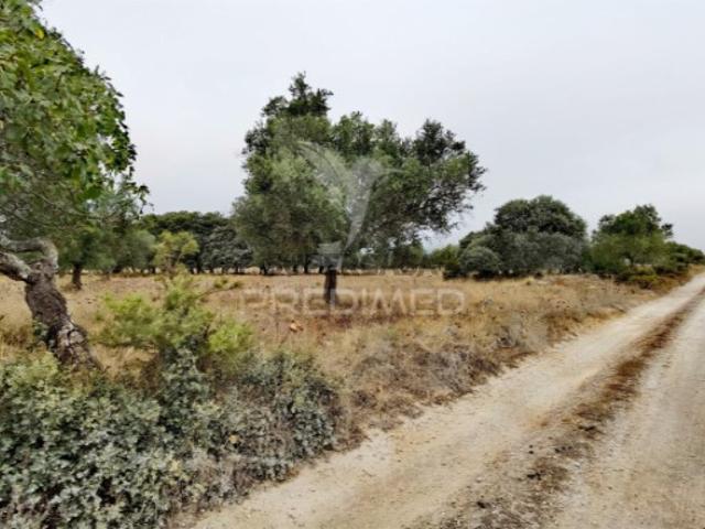 Terreno em Alcanena e Vila Moreira