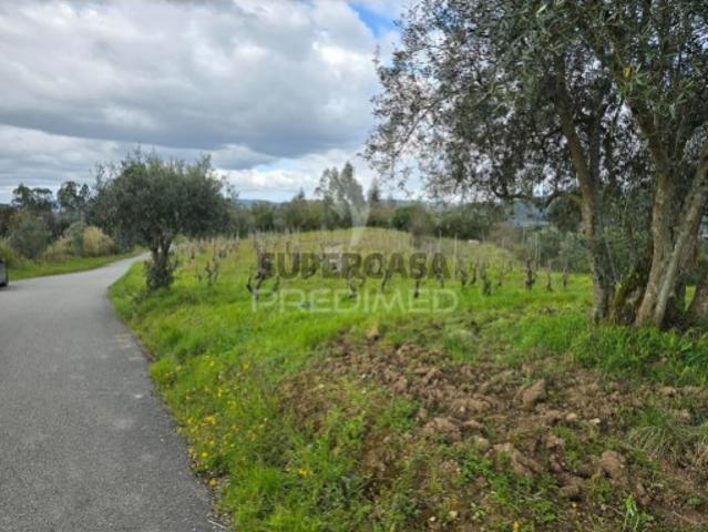 Terreno em Almalaguês