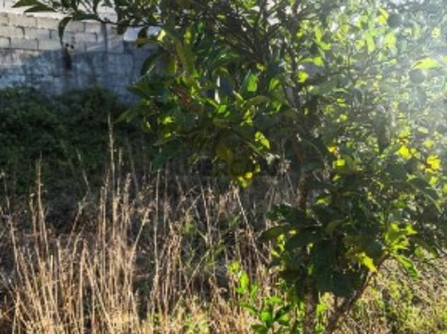Terreno em Almargem do Bispo