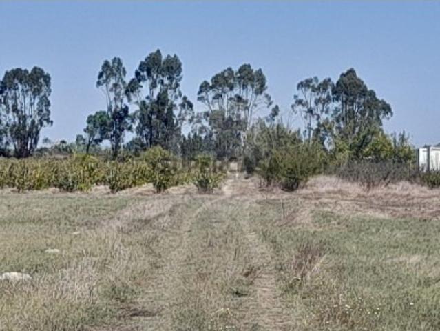 Terreno em Almeirim
