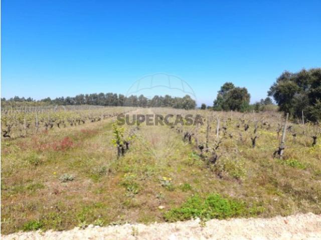 Terreno em Alpiarça