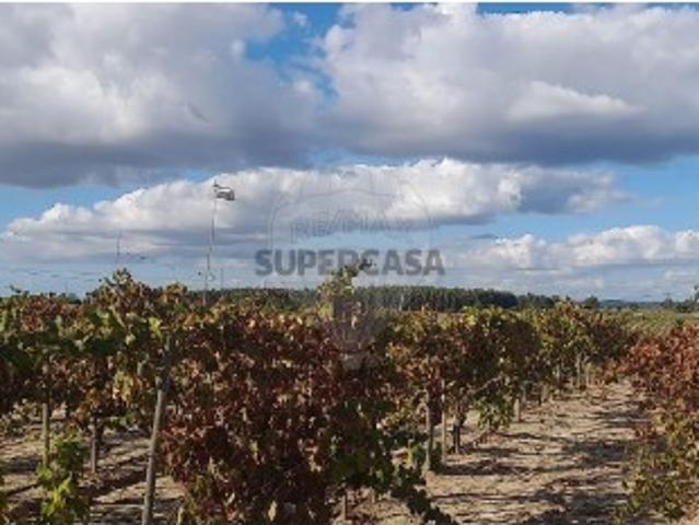 Terreno em Alpiarça