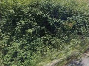 Terreno em Alvite e Passos