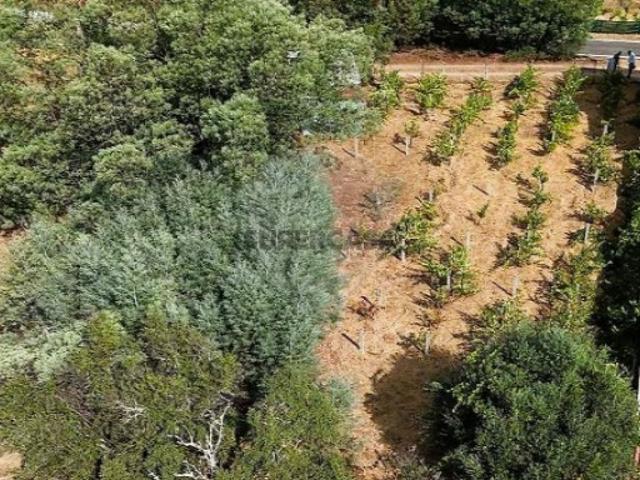 Terreno em Belver