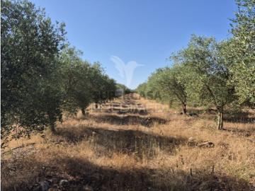 Terreno em Borba Matriz