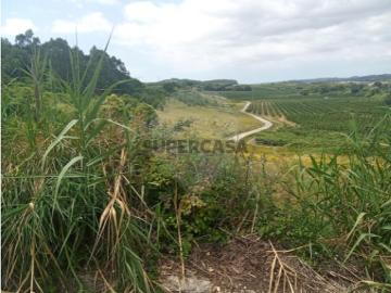 Terreno em Cadaval e Pêro Moniz