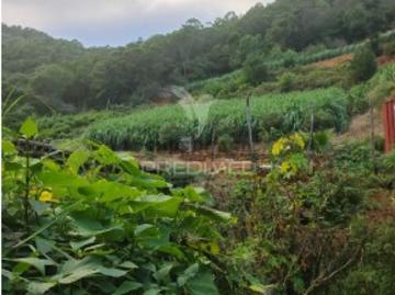 Terreno em Caniçal