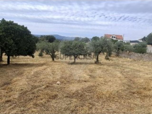 Terreno em Castelo Branco