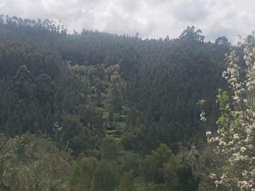 Terreno em Cardigos de 14450,00 m²