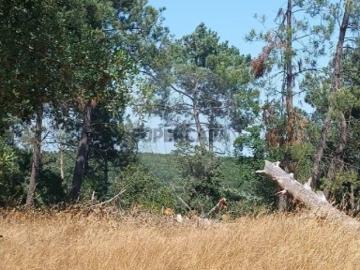 Terreno em Cartaxo e Vale da Pinta