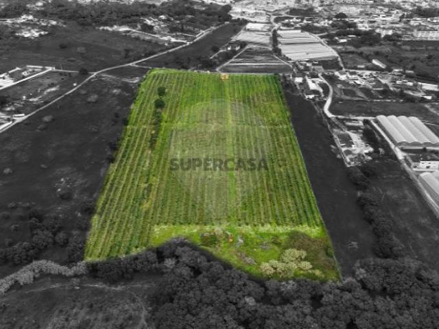 Terreno em Cartaxo e Vale da Pinta