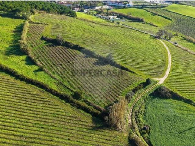 Terreno em Carvoeira e Carmões