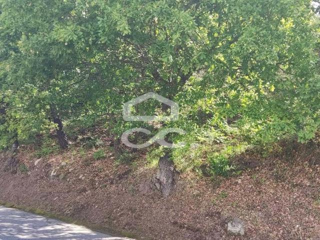 Terreno em Cepães Fafe