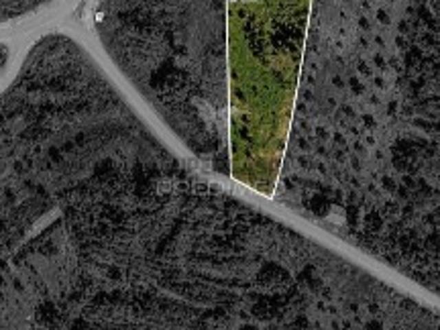 Terreno em Cernache do Bonjardim, Nesperal e Palhais