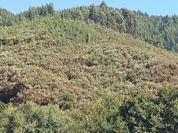 Terreno em Côja e Barril de Alva