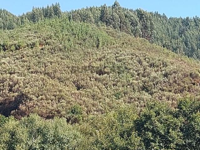 Terreno em Côja e Barril de Alva