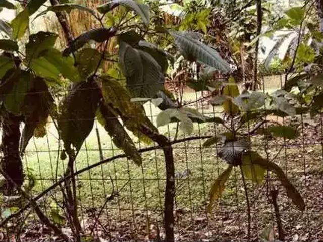 Terreno em Condomínio para Venda em Ubatuba/SP Santa Rita