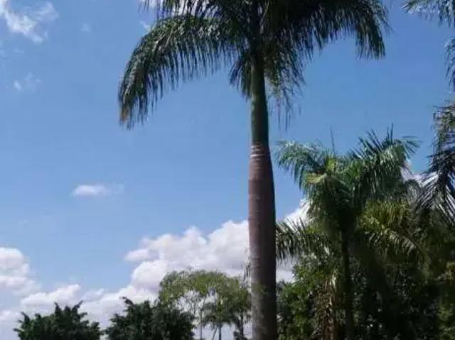 Terreno em Condomínio para Venda em Borborema/SP Centro