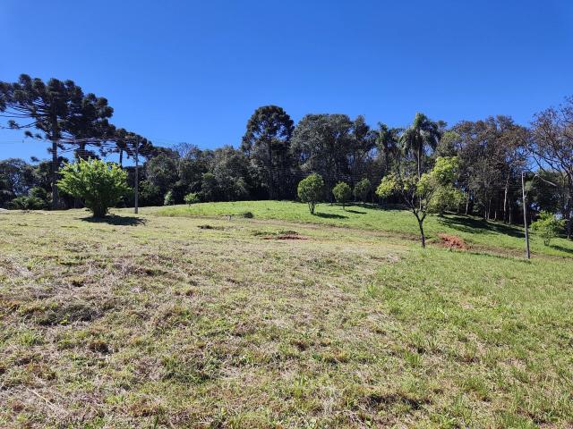 Terreno em Condomínio para Venda em Campo Largo/PR Ferraria