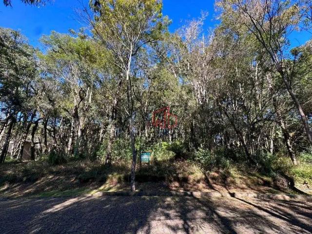 Terreno em Condomínio para Venda em Canela/RS Parque Pinheiro Grosso