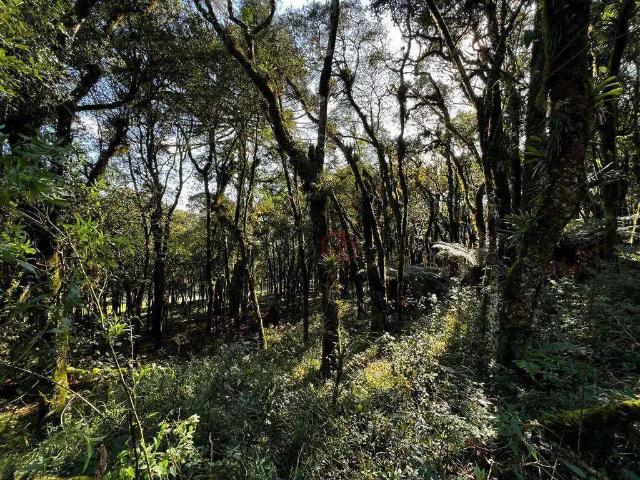 Terreno em Condomínio para Venda em Canela/RS Pinheiro Grosso