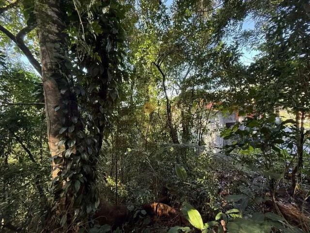 Terreno em Condomínio para Venda em Guapimirim/RJ Limoeiro