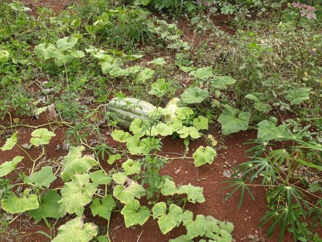 Terreno em Condomínio para Venda em Ibiporã/PR Zona Rural
