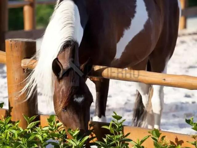 Terreno em Condomínio para Venda em Itaporanga D'Ajuda/SE Caueira