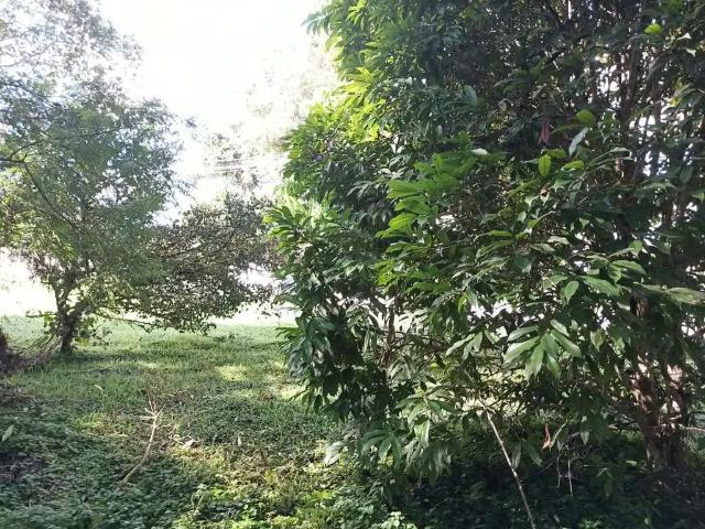 Terreno em Condomínio para Venda em Morretes/PR Centro