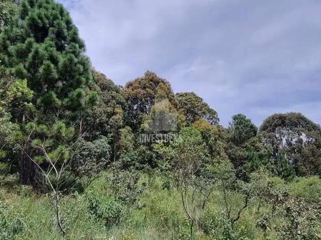 Terreno em Condomínio para Venda em Nova Lima/MG Bosque da Ribeira