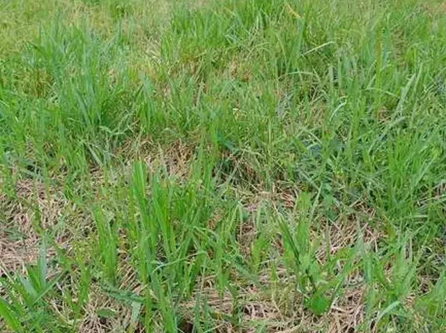 Terreno em Condomínio para Venda em Palhoça/SC Cidade Universitária Pedra Branca