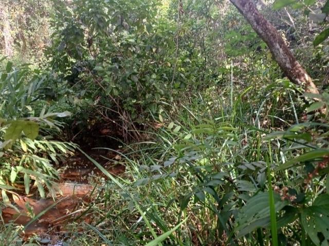 Sítio / Chácara para Venda em Pirenópolis/GO Zona Rural