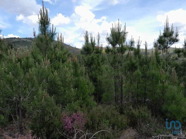 Terreno em Cortes do Meio