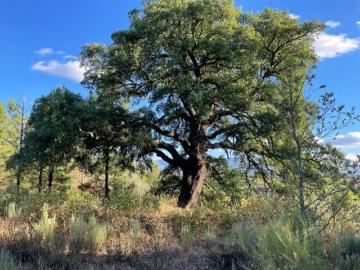 Terreno em Algodres