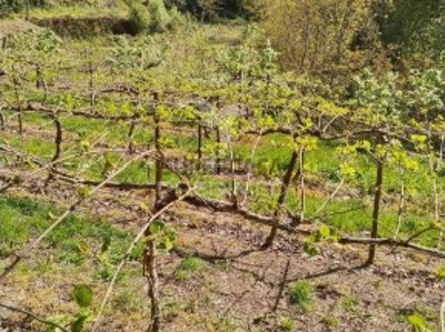 Terreno em Jugueiros