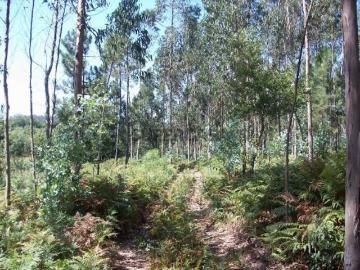 Terreno em Junqueira