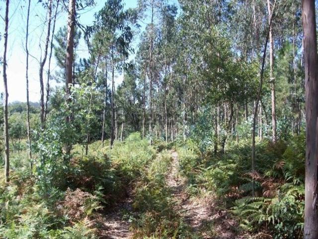 Terreno em Junqueira