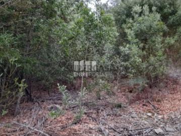 Luzim e Vila Cova, Concelho de Penafiel, Distrito de Porto