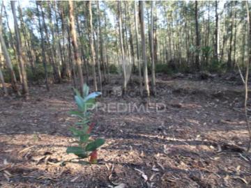 Terreno em Lagares e Figueira