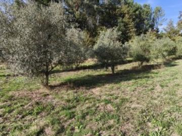 Terreno em Loureiro, Paço Fafe