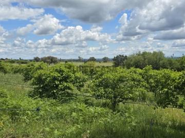 Terreno em Louriçal do Campo