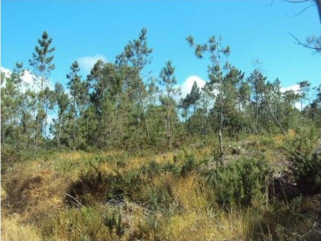 Terreno em Paredes de Coura