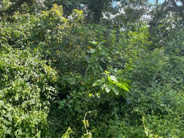 Terreno em Parque Alexandre, Cotia/SP de 0m² à venda por R$ 1.800.000,00