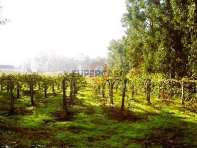 Terreno em Prado e Remoães