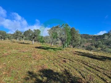 Terreno em Produção