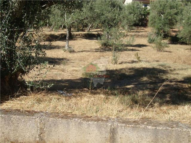 Terreno em proença a nova