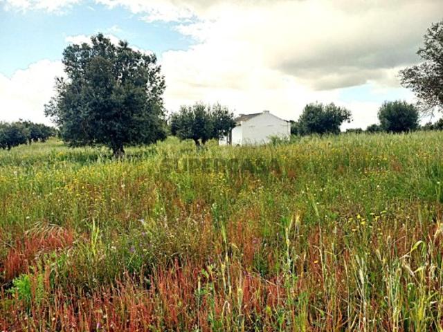 Terreno em Reguengos de Monsaraz: Monte Arriba | 1.67ha com Poço Exclusivo e Casa de Apoio