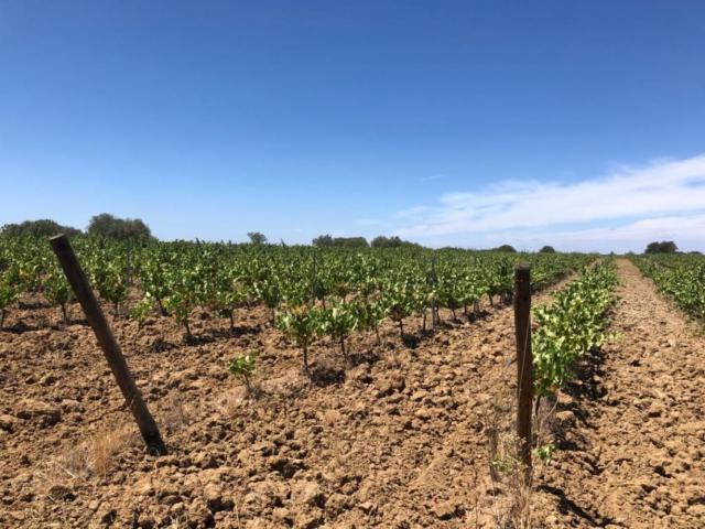 Terreno em São VICENTE DO PIGEIRO Vendinha