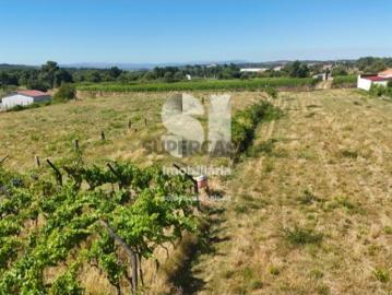 Terreno em São Martinho de Antas e Paradela de Guiães