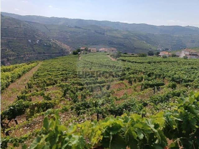 Terreno em São Miguel de Lobrigos